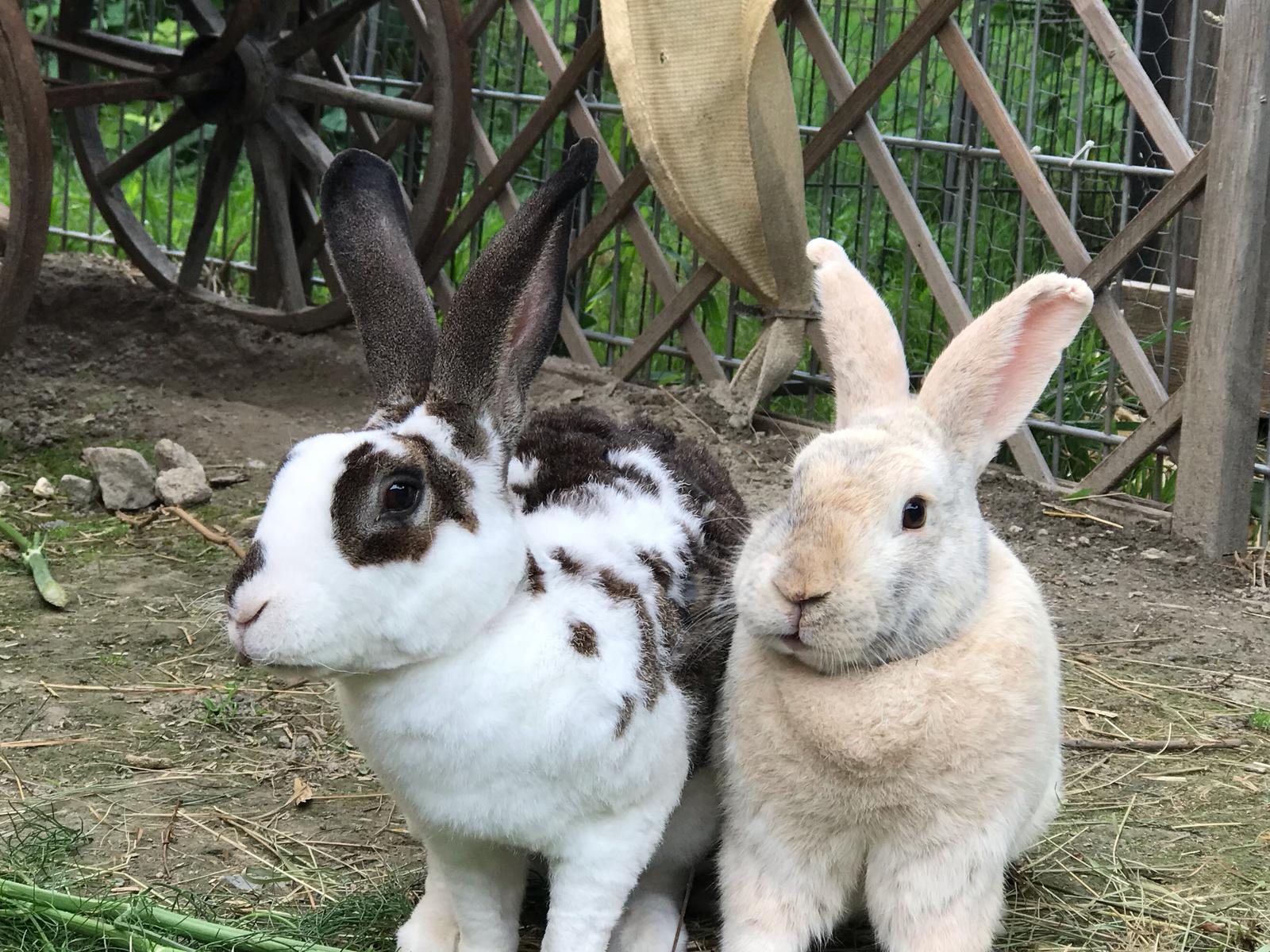 Les lapins auront désormais leur refuge à Martigny